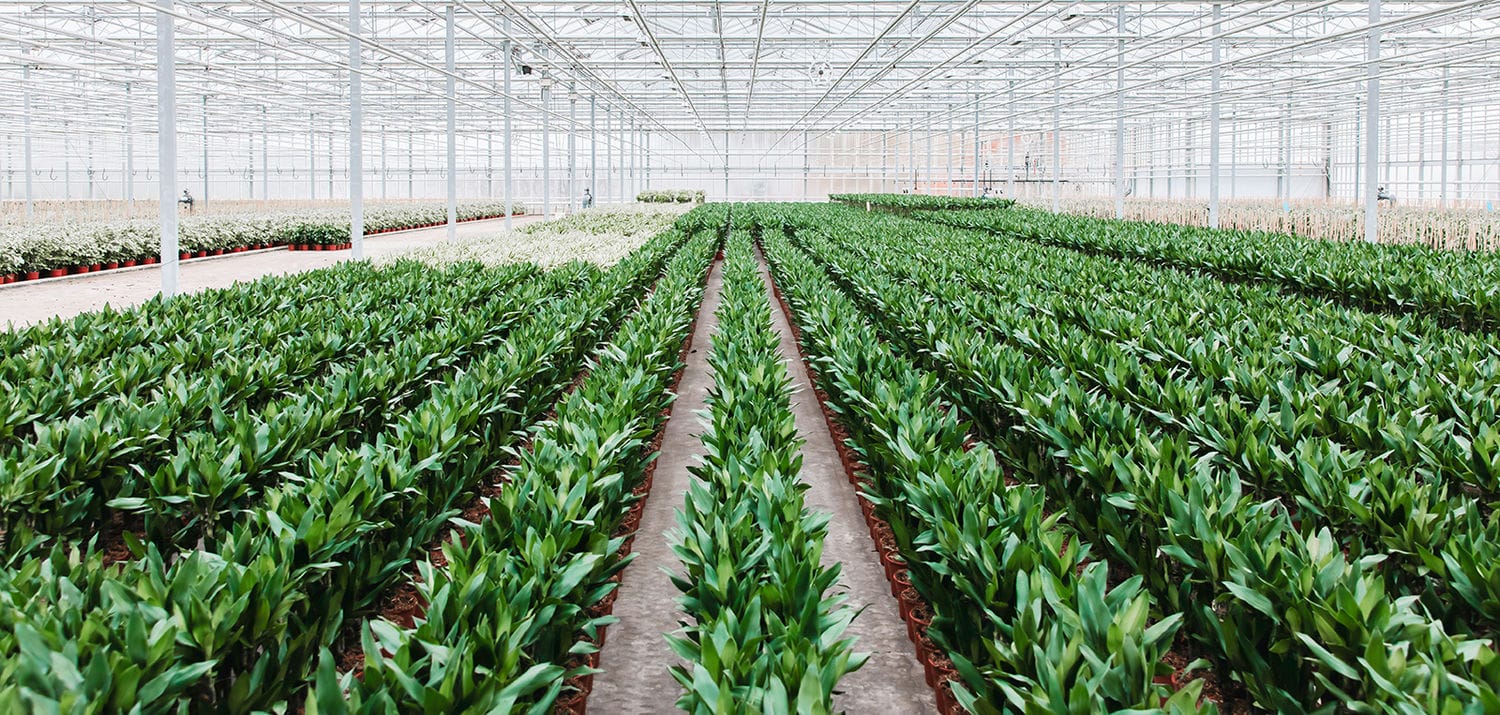 english roseum rhododendron growth rate Rhododendron Roseum Elegans 21-24"  Mulder's Nursery LLC