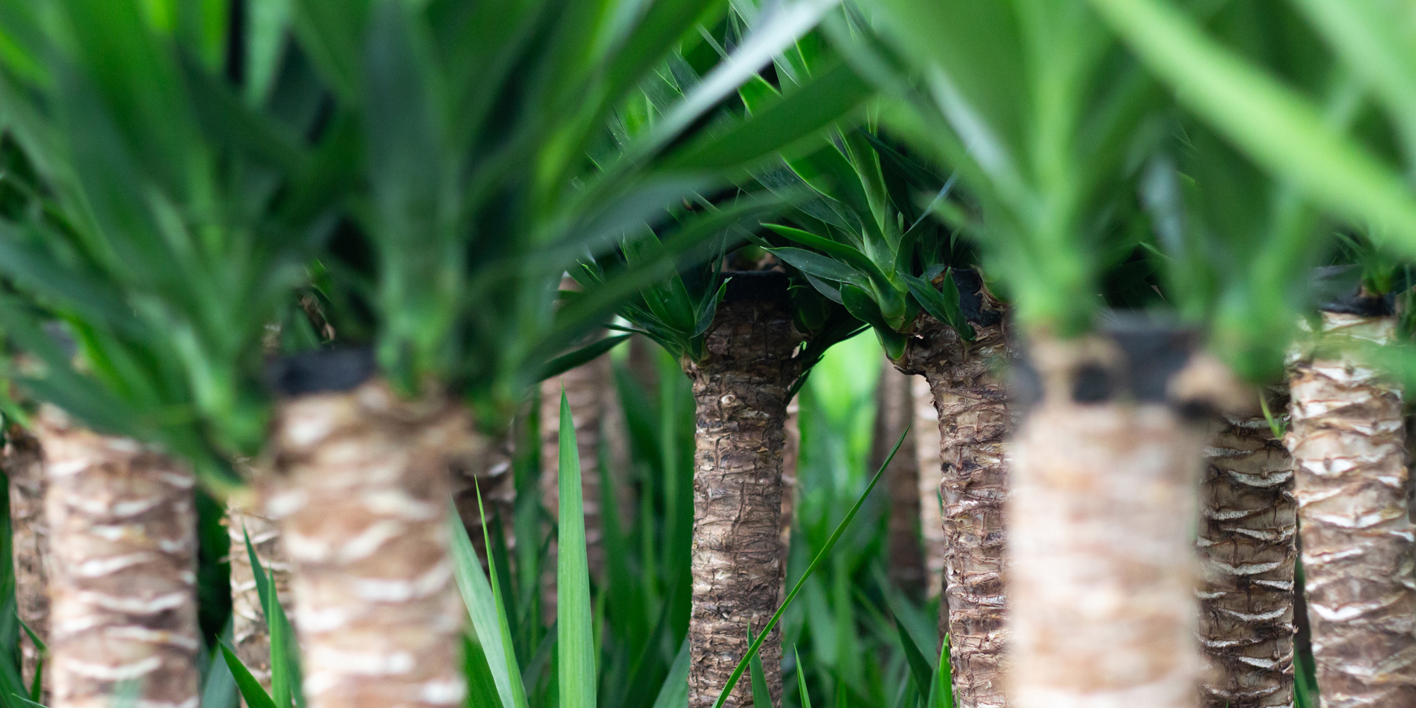 Forever Plants Tropisch & Exotisch Potplanten voor een groenere werelds